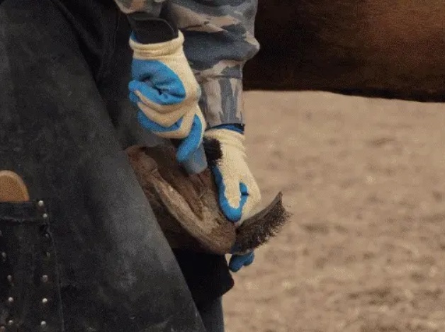Horse hoof after professional trimming